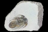 Bargain, Spiny Kolihapeltis Trilobite - Rare Species #102878-2